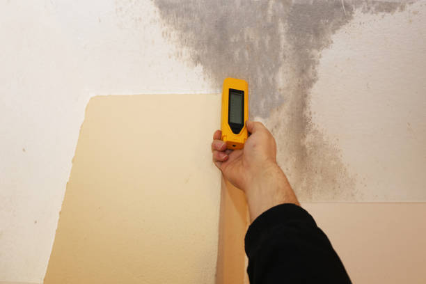 Best Basement Mold Removal  in North Middletown, NJ