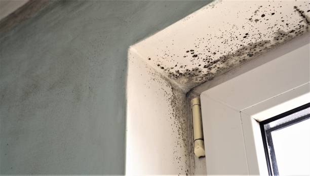 Best Mold Documentation for Insurance Claims  in North Middletown, NJ