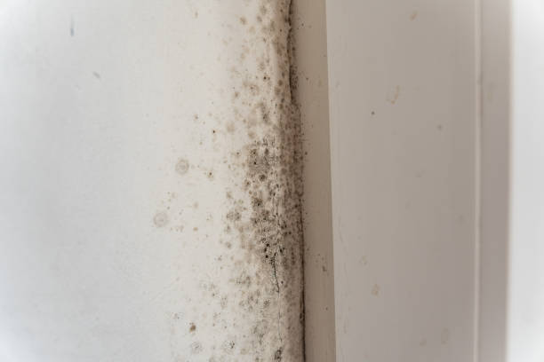 Best Mold Prevention Services  in North Middletown, NJ