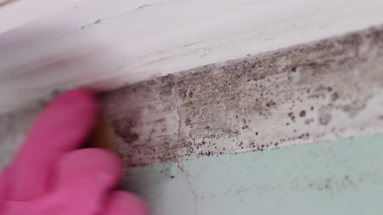 Mold Odor Removal Services in North Middletown, NJ